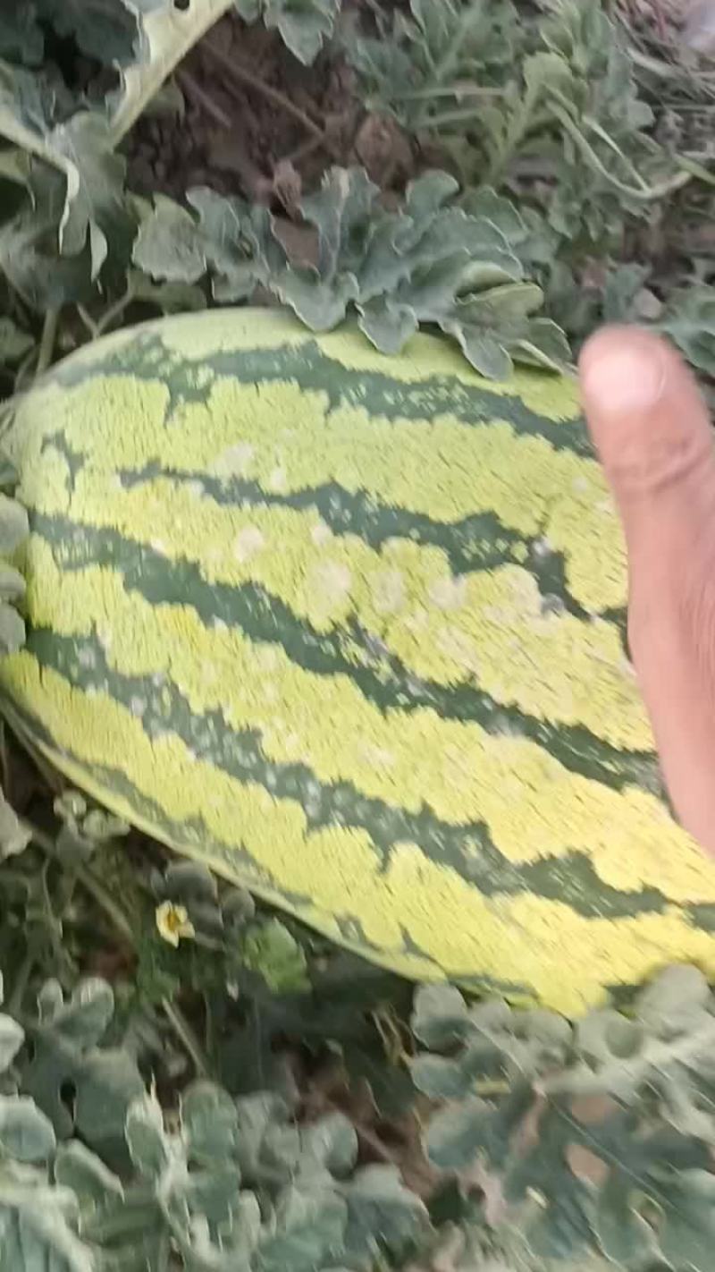 靖远石头瓜