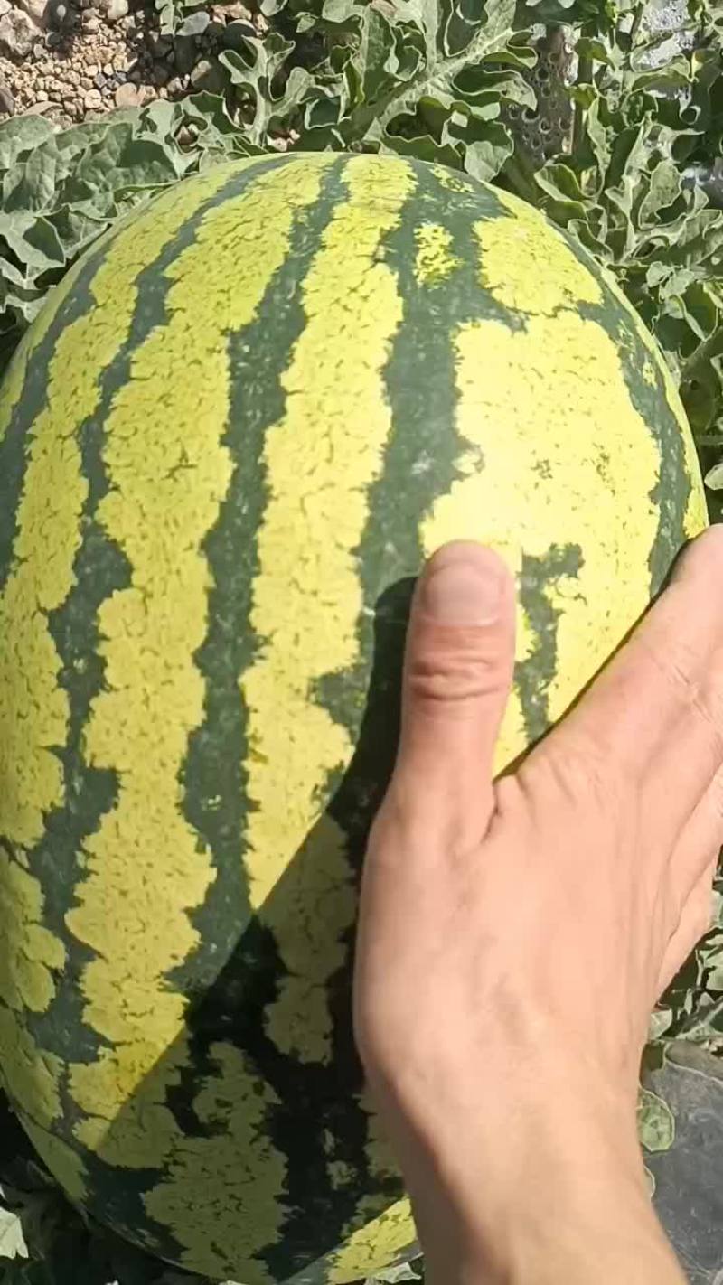 靖远石头瓜