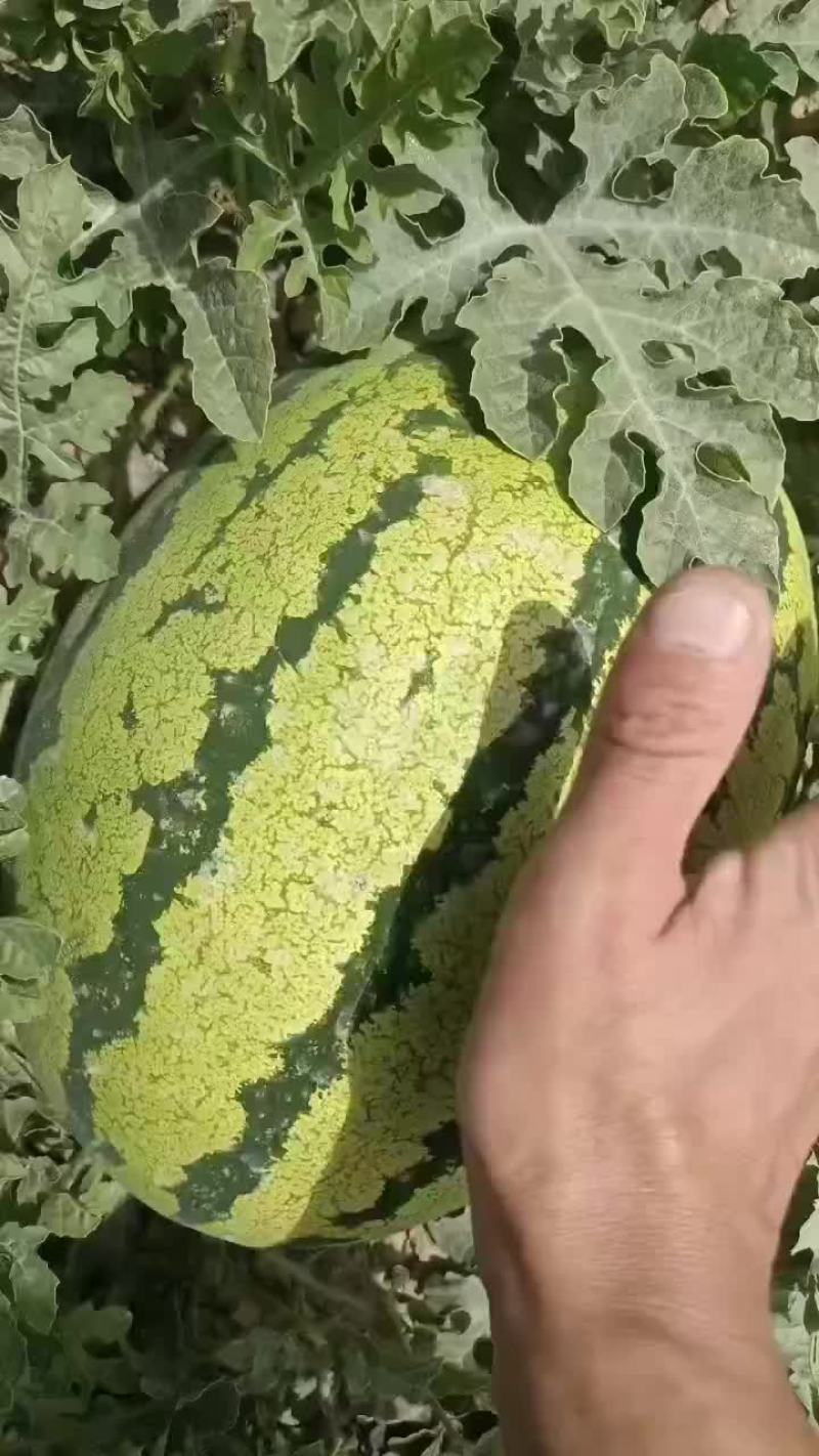 靖远石头瓜