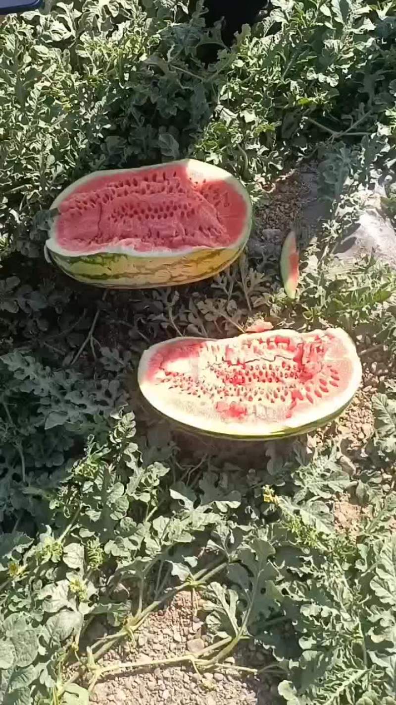 靖远石头瓜