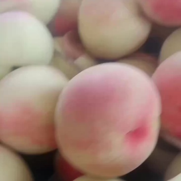 红不软毛桃