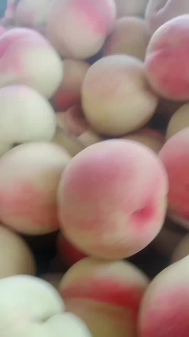 红不软毛桃