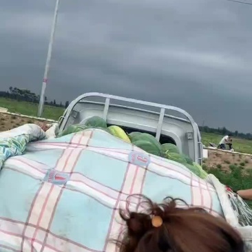 黄河岸边沙土地头茬露天西瓜还有15亩西瓜明天开园。