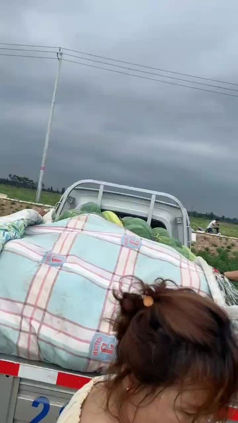 黄河岸边沙土地头茬露天西瓜还有15亩西瓜明天开园。