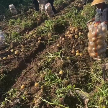 黄心土豆