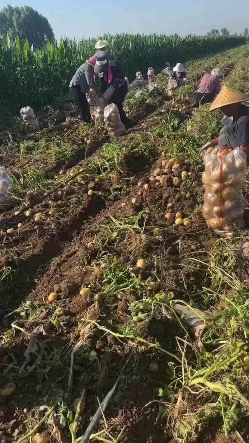 黄心土豆