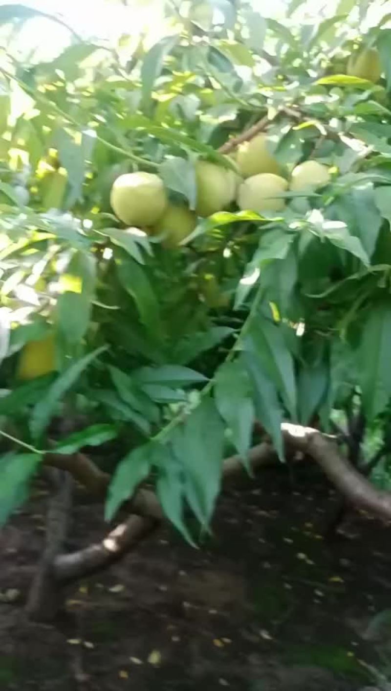 黄金冠黄桃即将上市，万亩基地