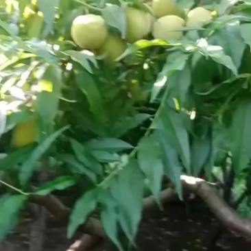 黄金冠黄桃即将上市，万亩基地
