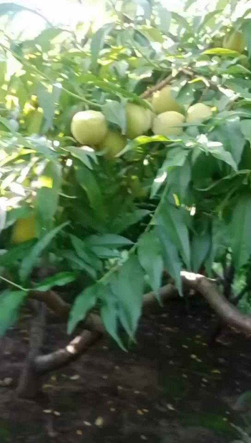 黄金冠黄桃即将上市，万亩基地