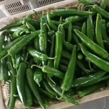 牛角椒，大尖椒