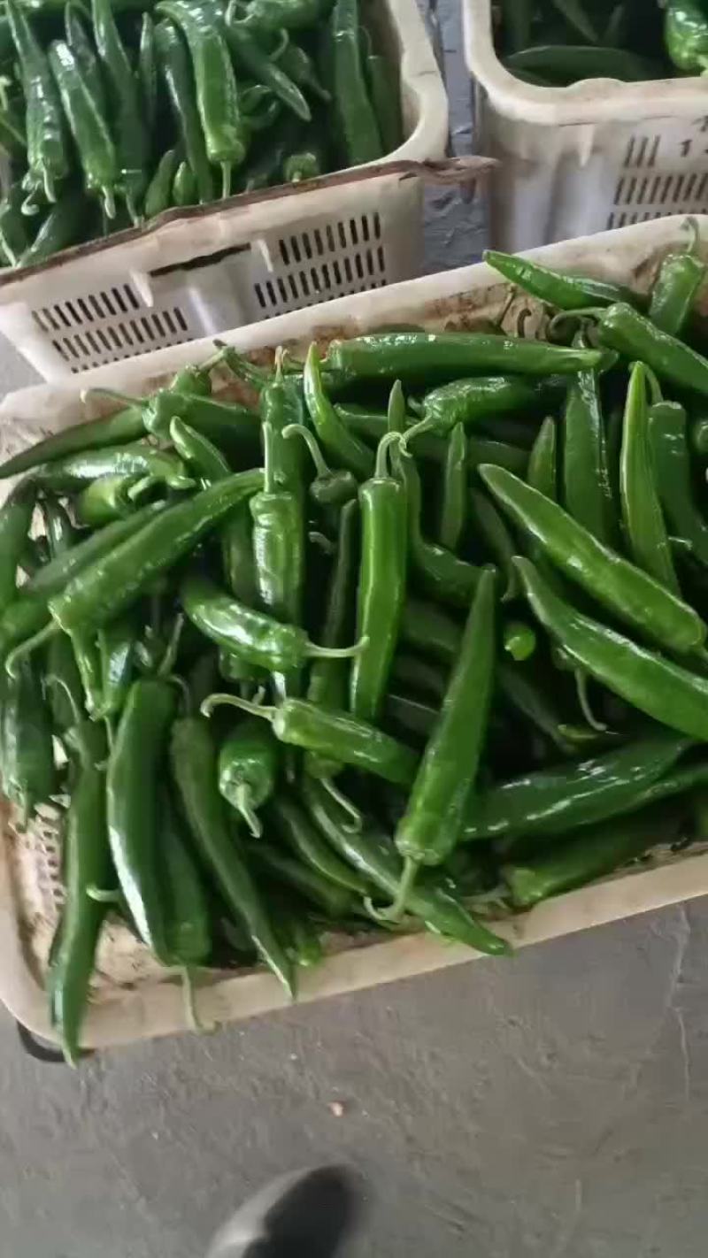 牛角椒，大尖椒