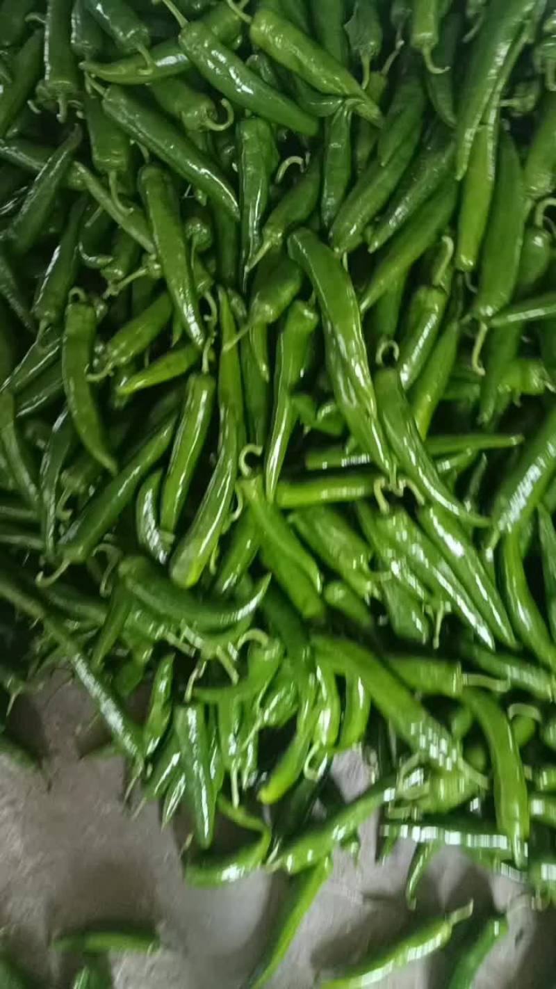 牛角椒，大尖椒