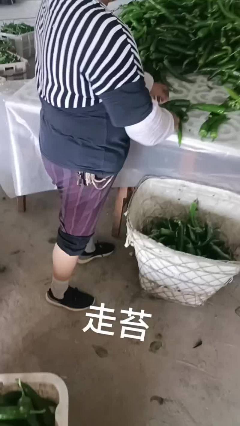 牛角椒，大尖椒