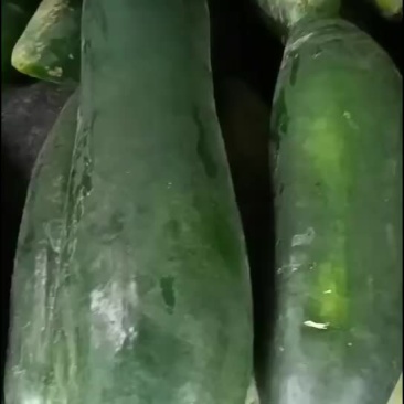 冬瓜