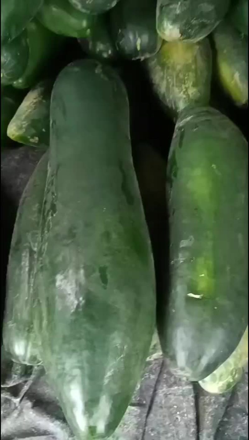 冬瓜