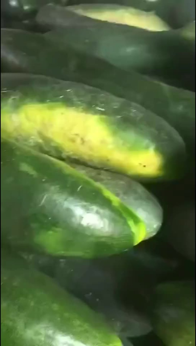 冬瓜