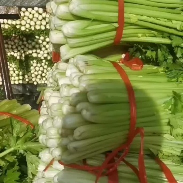 精品芹菜