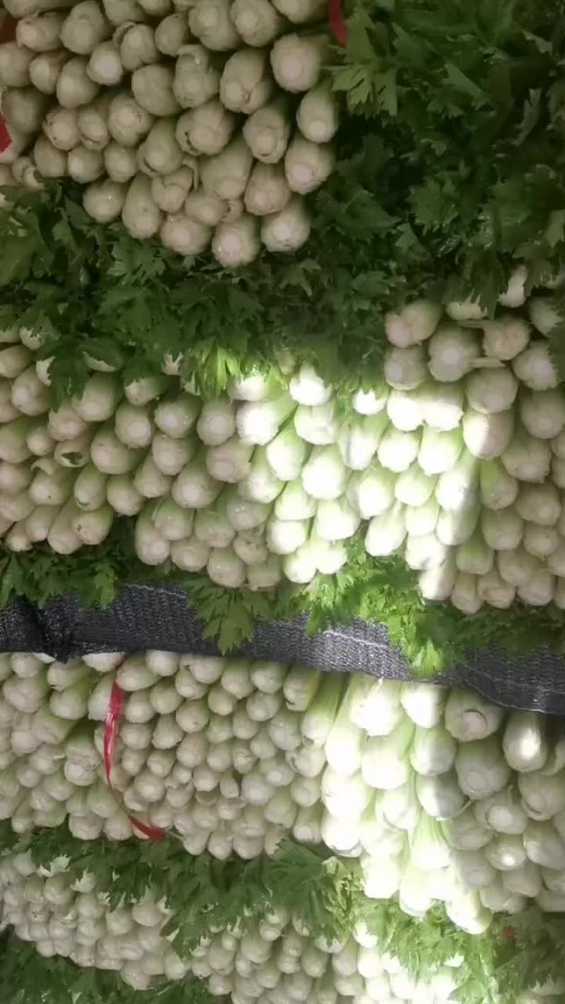 精品芹菜