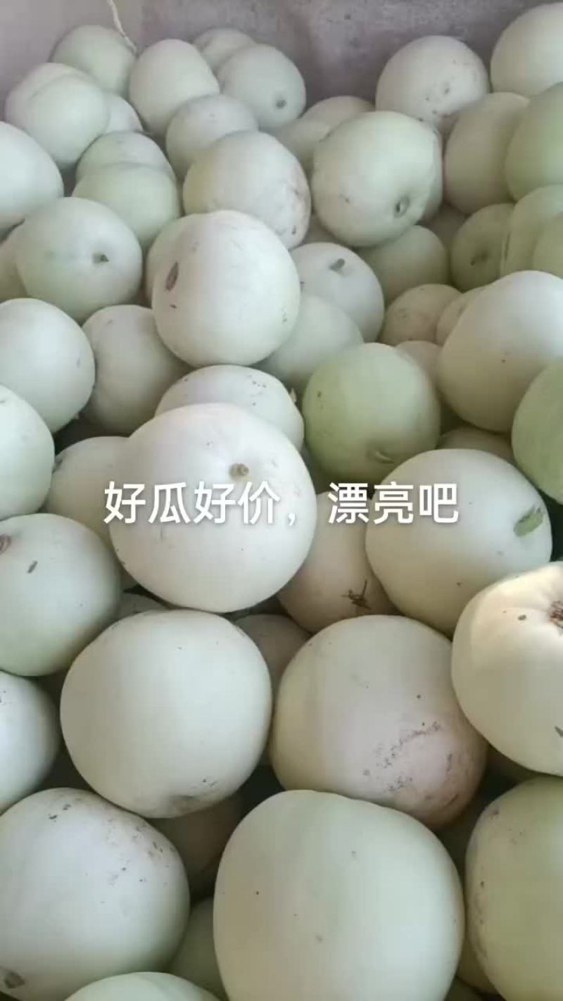 甜瓜