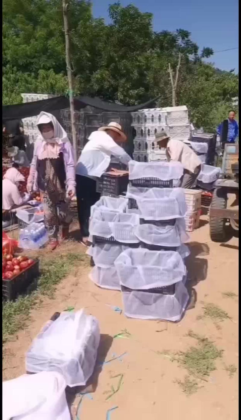 大连瓦房店石磊水果合作社代购油桃1块4_中油四