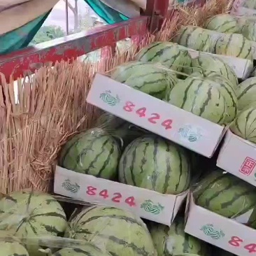 精品美都，8424西瓜，基地直供诚信经营全国发货欢迎来电