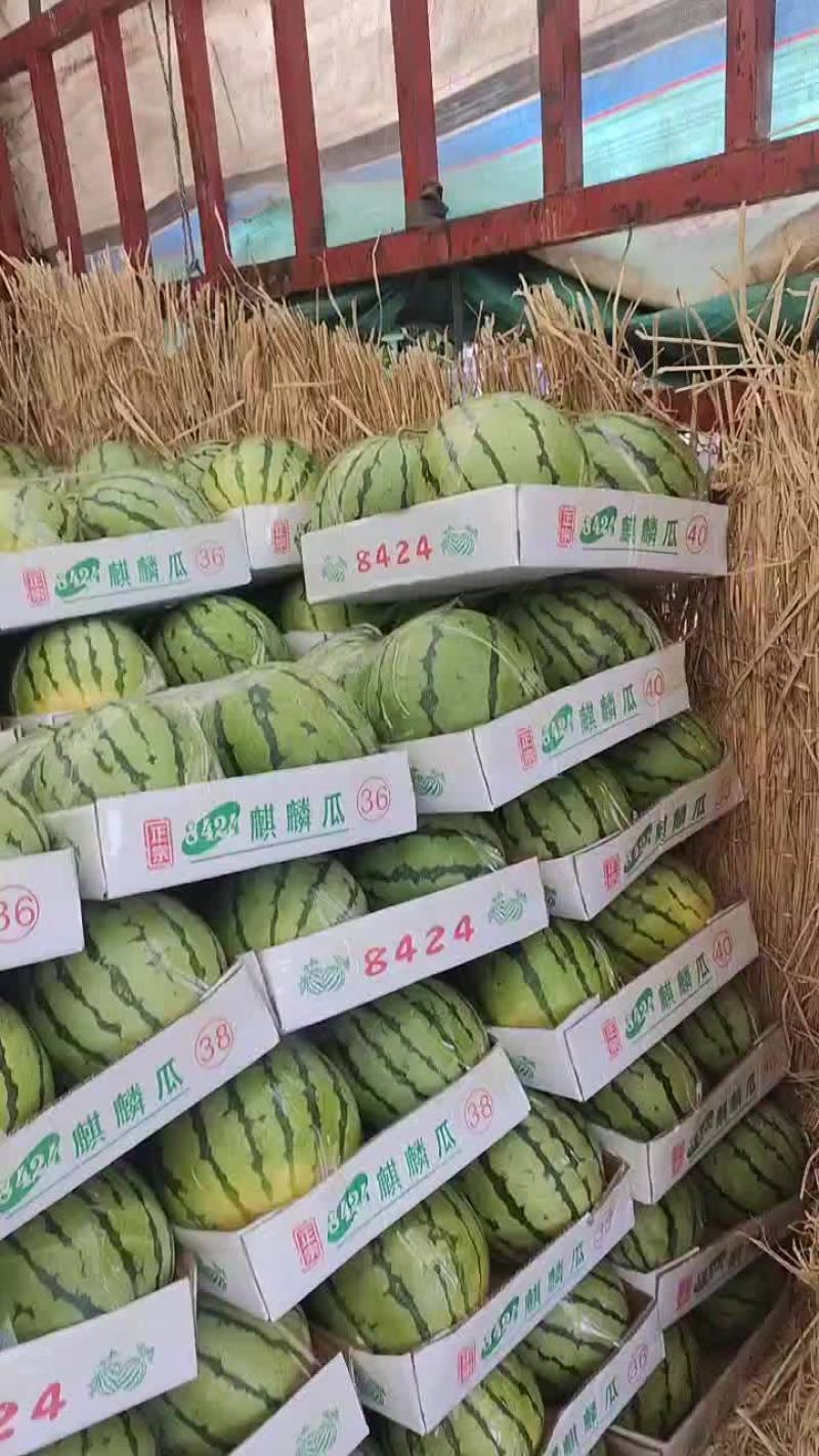 精品美都，8424西瓜，基地直供诚信经营全国发货欢迎来电