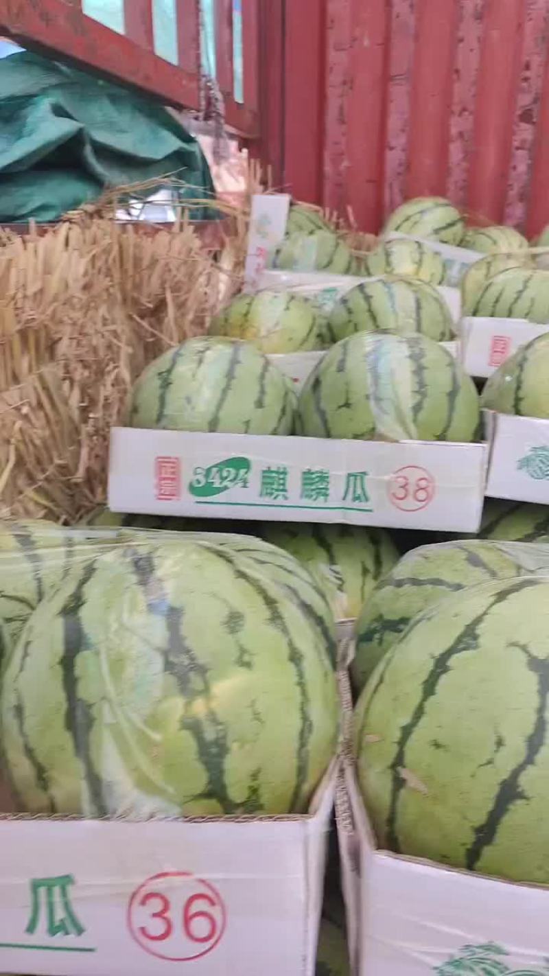 精品美都，8424西瓜，基地直供诚信经营全国发货欢迎来电
