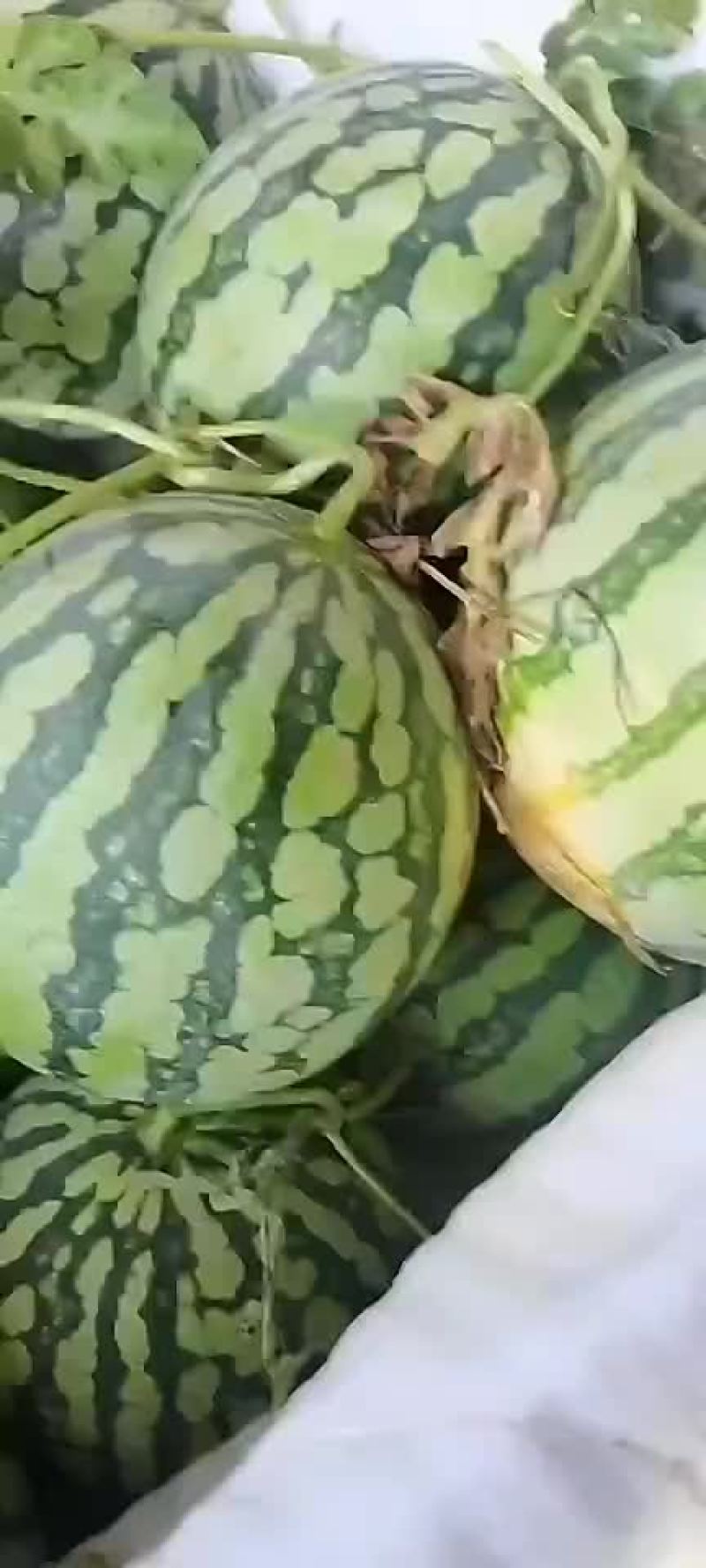 精品美都，8424西瓜，基地直供诚信经营全国发货欢迎来电