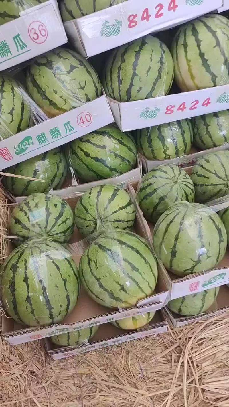 精品美都，8424西瓜，基地直供诚信经营全国发货欢迎来电