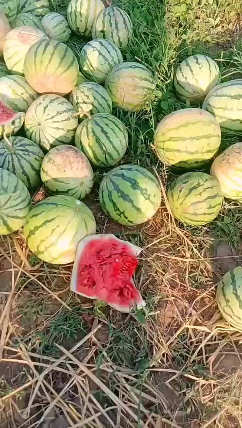 精品美都，8424西瓜，基地直供诚信经营全国发货欢迎来电