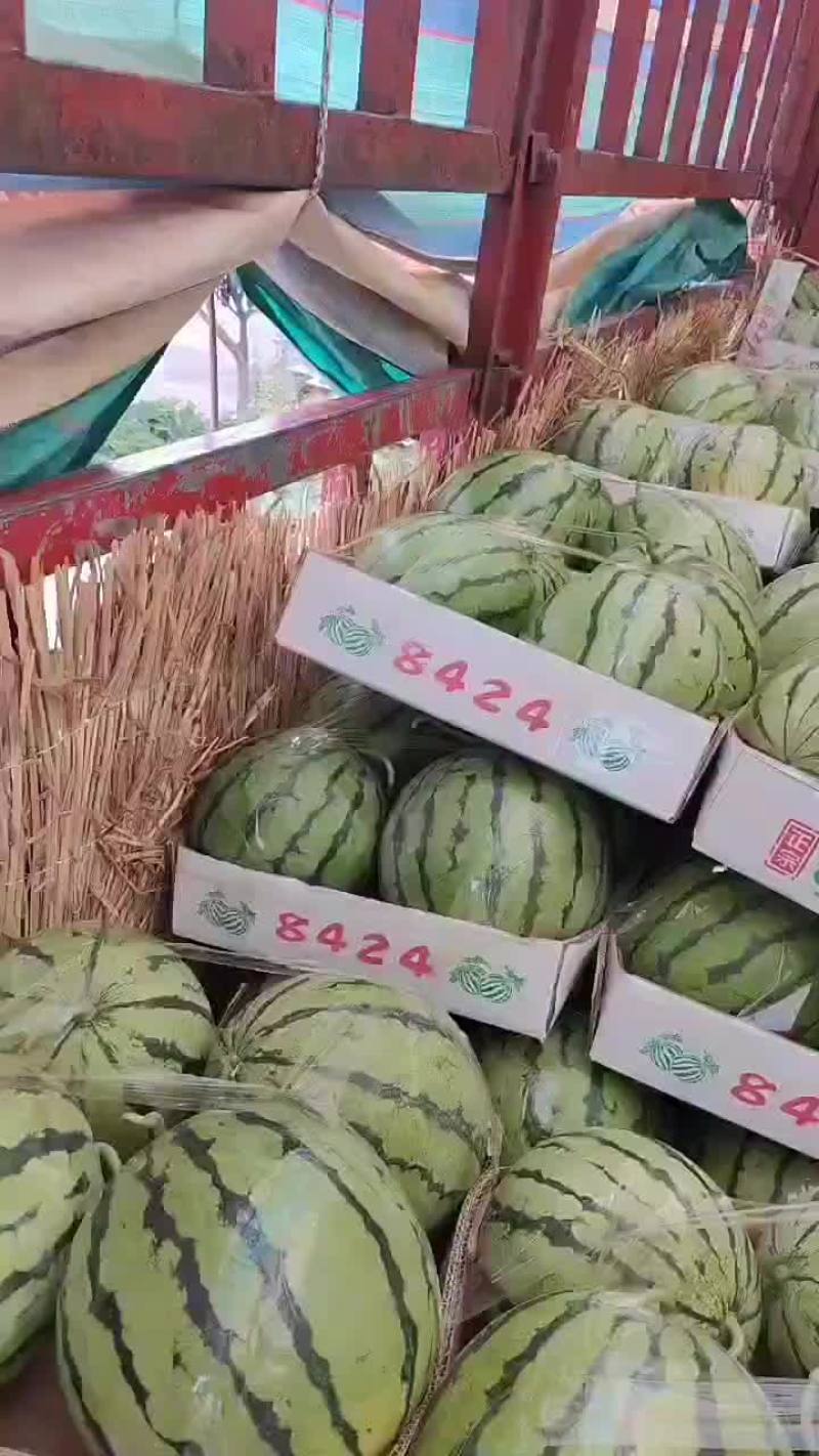 精品美都，8424西瓜，基地直供诚信经营全国发货欢迎来电