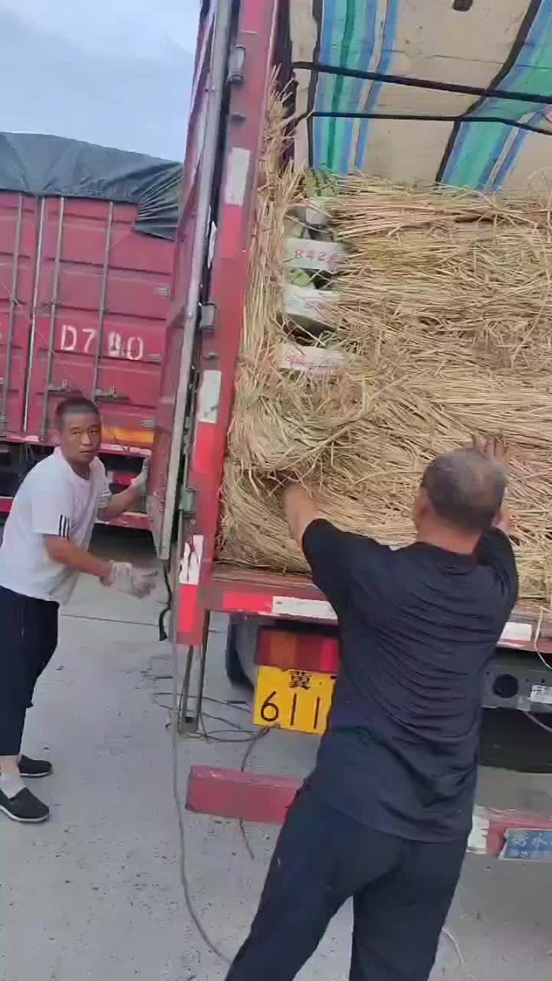 精品美都，8424西瓜，基地直供诚信经营全国发货欢迎来电