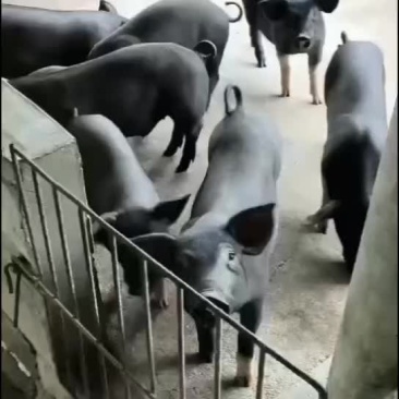 广西北海合浦土黑猪苗。质量保证，疫苗接种齐全。抵抗力强。