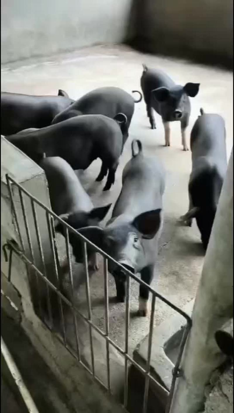 广西北海合浦土黑猪苗。质量保证，疫苗接种齐全。抵抗力强。