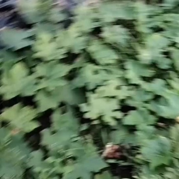 东瓜