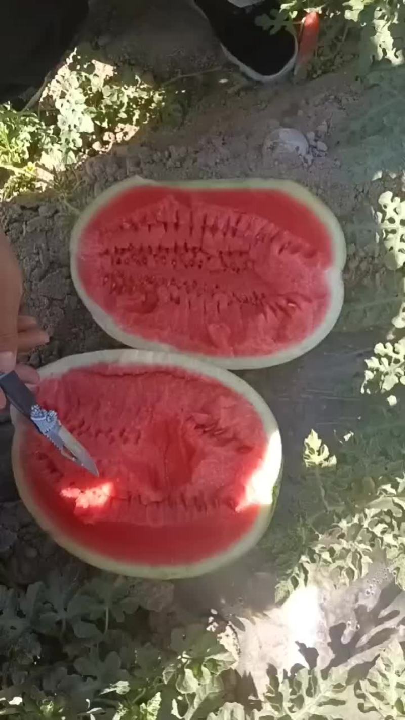 金花一号