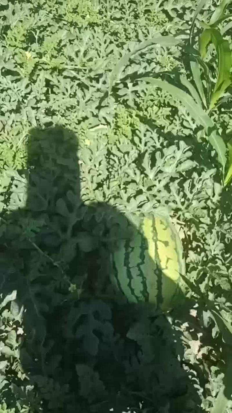 金花一号