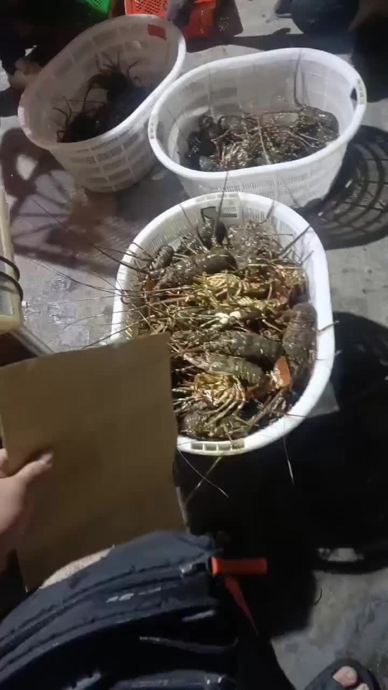 小青龙