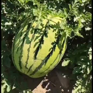 沙漠系列西瓜大量上市