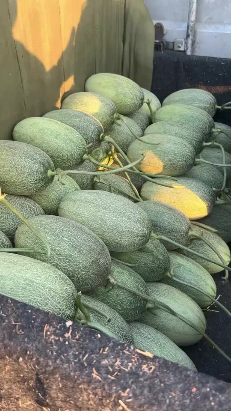 山东莘县精品网纹瓜