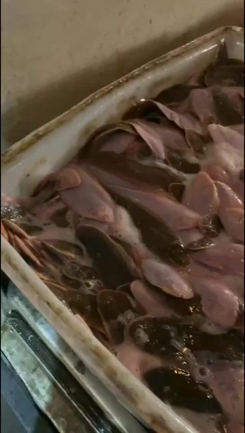 舌鳎鱼需要的联系啊