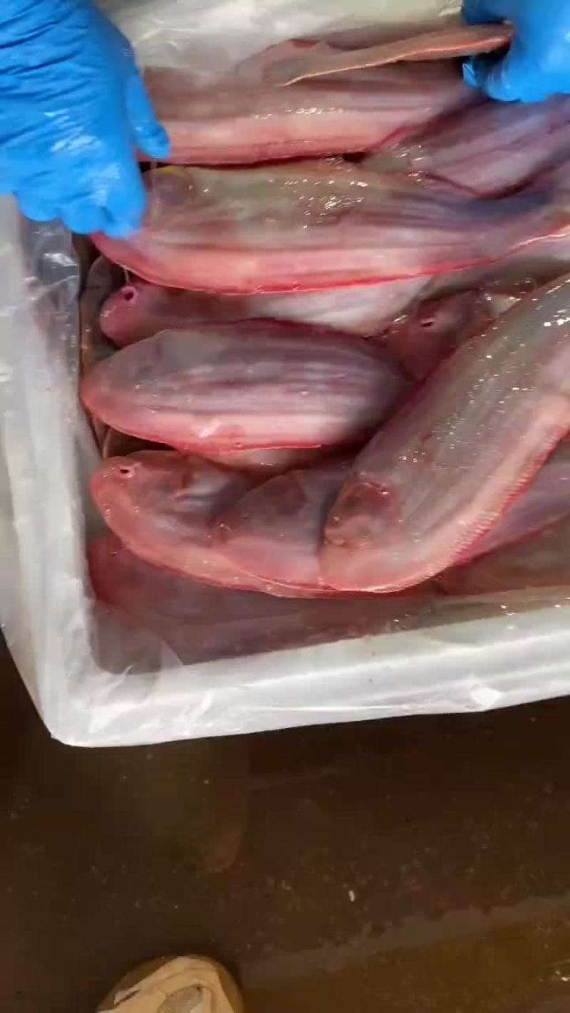 舌鳎鱼需要的联系啊