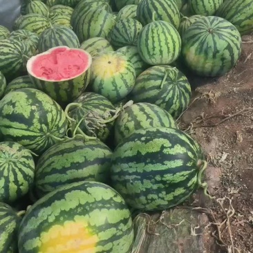 麒麟无籽西瓜（瓜蒌）一万多斤