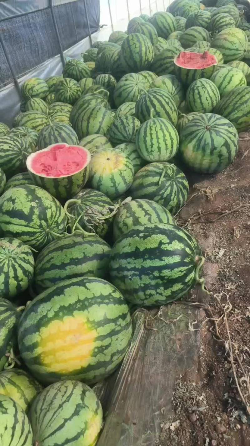 麒麟无籽西瓜（瓜蒌）一万多斤