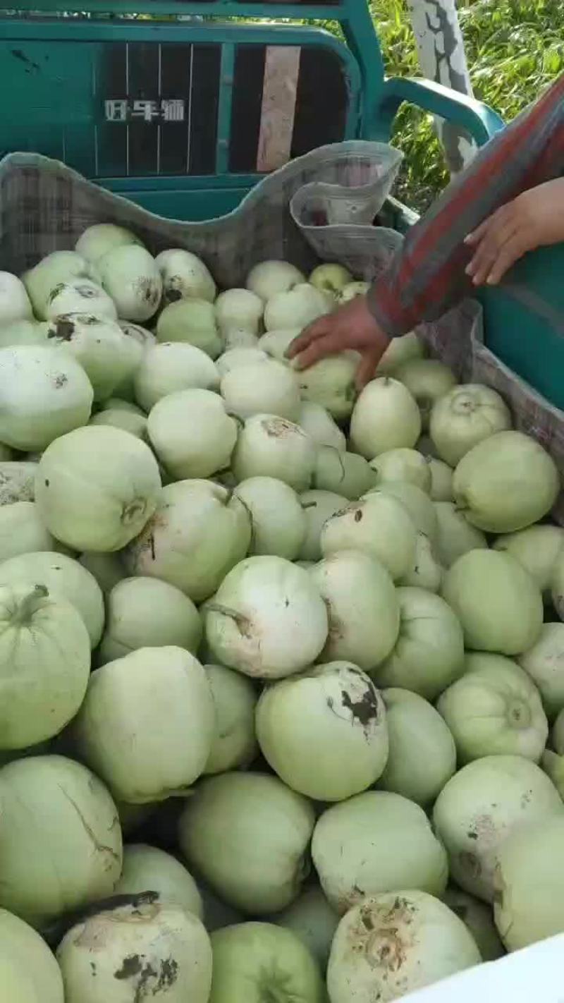 田瓜