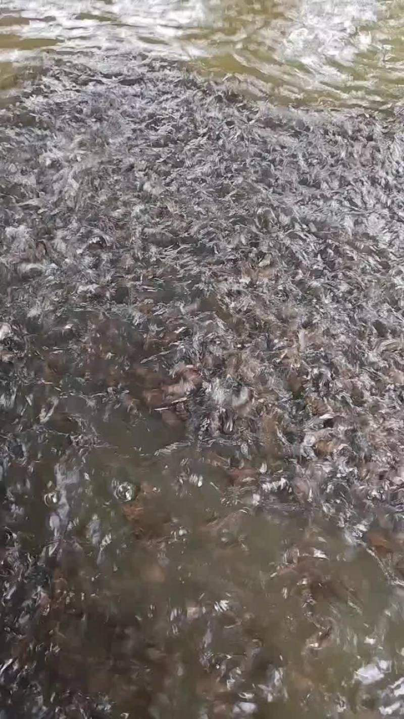 黄骨鱼苗合作养殖黄桑鱼苗