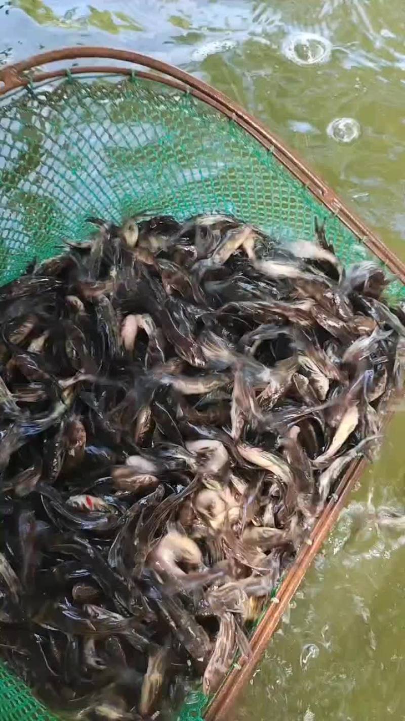 黄骨鱼苗合作养殖黄桑鱼苗