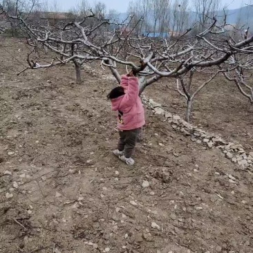 黄金桃，酸黄金，罐头厂做罐头的最佳拍档