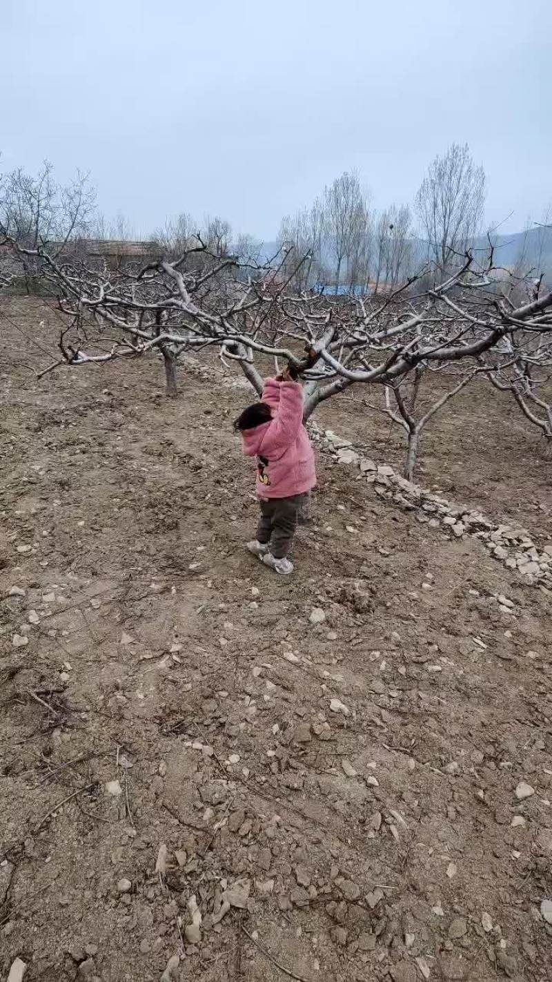 黄金桃，酸黄金，罐头厂做罐头的最佳拍档