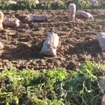 沃土5号